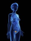 Illustration of senior woman blue silhouette with highlighted bladder on black background. — Stock Photo