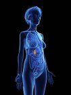 Illustration of senior woman blue silhouette with highlighted gallbladder on black background. — Stock Photo