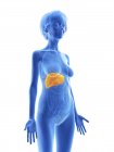 Ілюстрація старший жінка синій силует з виділених печінки на білому тлі. — стокове фото