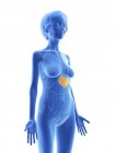 Blaue ältere weibliche Silhouette, die Milz im Körper zeigt. — Stockfoto