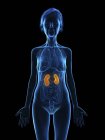 Illustration of senior woman silhouette with colored kidneys on black background. — Stock Photo