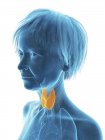 Blue silhouette of senior woman silhouette with highlighted thyroid gland. — Stock Photo