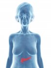 Silueta azul de la mujer mayor mostrando el páncreas en el cuerpo . - foto de stock