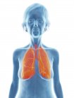 Ilustración de mujer mayor silueta azul con pulmones resaltados sobre fondo blanco . - foto de stock