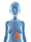 Blue silhouette of senior woman with highlighted stomach, medical illustration. — Stock Photo