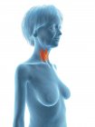 Silhouette bleue de la silhouette de la femme âgée avec la glande thyroïde surlignée . — Photo de stock