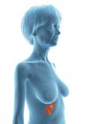 Синій силует старшої жінки, що показує підшлункову залозу в тілі . — стокове фото