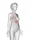 Серый силуэт пожилой женщины с выделенным желудком, медицинская иллюстрация
. — стоковое фото