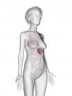 Grey senior female silhouette showing spleen in body. — Stock Photo