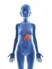 Blue silhouette of senior woman with highlighted stomach, medical illustration. — Stock Photo