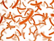 Бактерии оранжевые на белом фоне, иллюстрация
. — стоковое фото