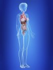 Illustrazione degli organi nella silhouette del corpo femminile . — Foto stock