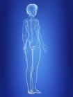 Illustration of bladder in silhouette of female body. — Stock Photo