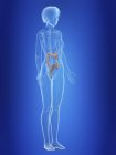 Illustrazione del colon nella silhouette del corpo femminile . — Foto stock