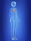Illustration of heart in silhouette of female body. — Stock Photo