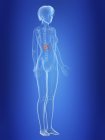 Ilustración de riñones en silueta del cuerpo femenino . - foto de stock