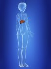 Ilustración del hígado en silueta del cuerpo femenino . - foto de stock