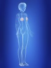Illustrazione delle ghiandole mammarie nella silhouette del corpo femminile . — Foto stock