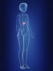 Illustrazione della silhouette femminile con pancreas doloroso . — Foto stock