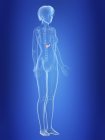 Иллюстрация поджелудочной железы в силуэте женского тела . — стоковое фото