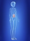 Ilustración del intestino delgado en silueta del cuerpo femenino . - foto de stock