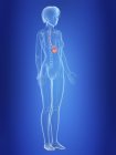 Illustration des Magens in Silhouette des weiblichen Körpers. — Stockfoto