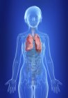 Ilustración de pulmones en silueta del cuerpo femenino
. - foto de stock