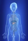Illustration of pancreas in silhouette of female body. — Stock Photo