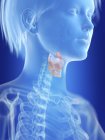 Illustration of female silhouette with highlighted larynx. — Stock Photo