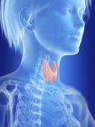Illustration of female silhouette with highlighted thyroid. — Stock Photo