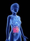 Illustration of female silhouette with highlighted intestines. — Stock Photo