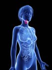 Illustration of female silhouette with highlighted larynx. — Stock Photo