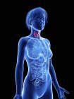 Illustration of female silhouette with highlighted thyroid gland. — Stock Photo