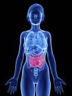 Illustration of female silhouette with highlighted intestines. — Stock Photo