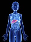 Illustration of female silhouette with highlighted liver. — Stock Photo