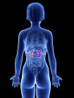 Illustration of female silhouette with highlighted kidneys. — Stock Photo