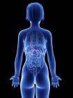 Illustration of female silhouette with highlighted adrenal glands. — Stock Photo