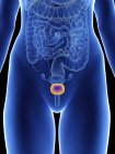 Illustration of female silhouette with highlighted bladder. — Stock Photo