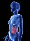 Illustration of female silhouette with highlighted small intestine. — Stock Photo