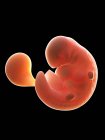 Illustration of human foetus on week 6 on black background. — Stock Photo