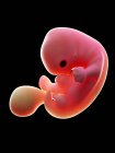 Illustration of human foetus on week 7 on black background. — Stock Photo