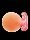 Illustration of human foetus on week 5 on black background. — Stock Photo