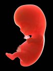 Illustration of human foetus on week 9 on black background. — Stock Photo