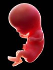 Illustration de l'embryon humain rouge sur fond noir au stade de la grossesse de la semaine 11 . — Photo de stock