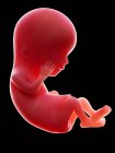 Illustration de l'embryon humain rouge sur fond noir au stade de la grossesse de la semaine 12 . — Photo de stock