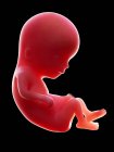 Illustration de l'embryon humain rouge sur fond noir au stade de la grossesse de la semaine 13 . — Photo de stock
