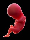 Abbildung eines roten menschlichen Embryos auf schwarzem Hintergrund im Schwangerschaftsstadium der 15. Woche. — Stockfoto