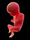 Ілюстрація червоного людського ембріона на чорному тлі на стадії вагітності 16 тижня . — стокове фото