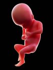 Abbildung eines roten menschlichen Embryos auf schwarzem Hintergrund im Schwangerschaftsstadium der 17. Woche. — Stockfoto