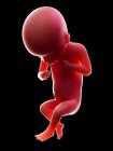 Illustration of red human embryo on black background at pregnancy stage of week 18. — Stock Photo